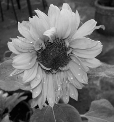 Grayscale converted to color