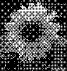 Image converted to monochrome using Half-toning