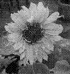 Image converted to monochrome using Ordered Dithering