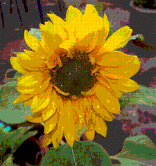 Color-safe image created using Ordered Dithering